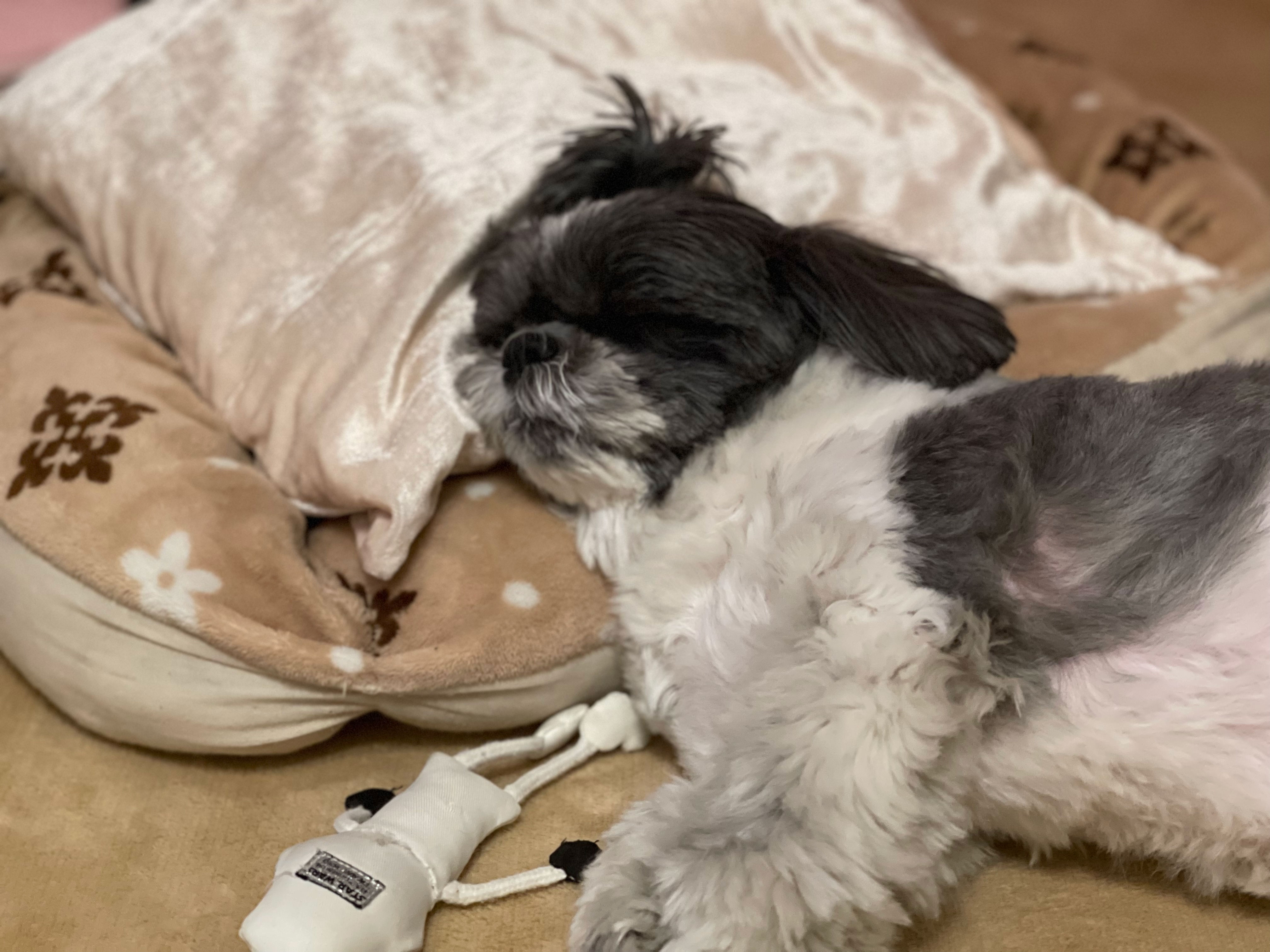 今日のレシピテスト