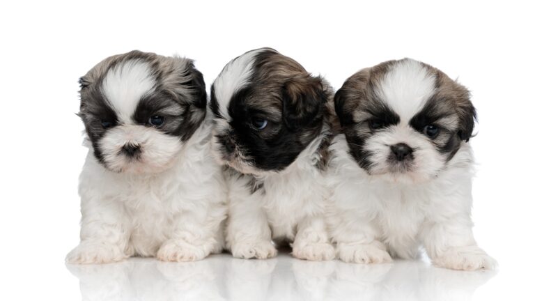 画像追加のレシピ再テスト