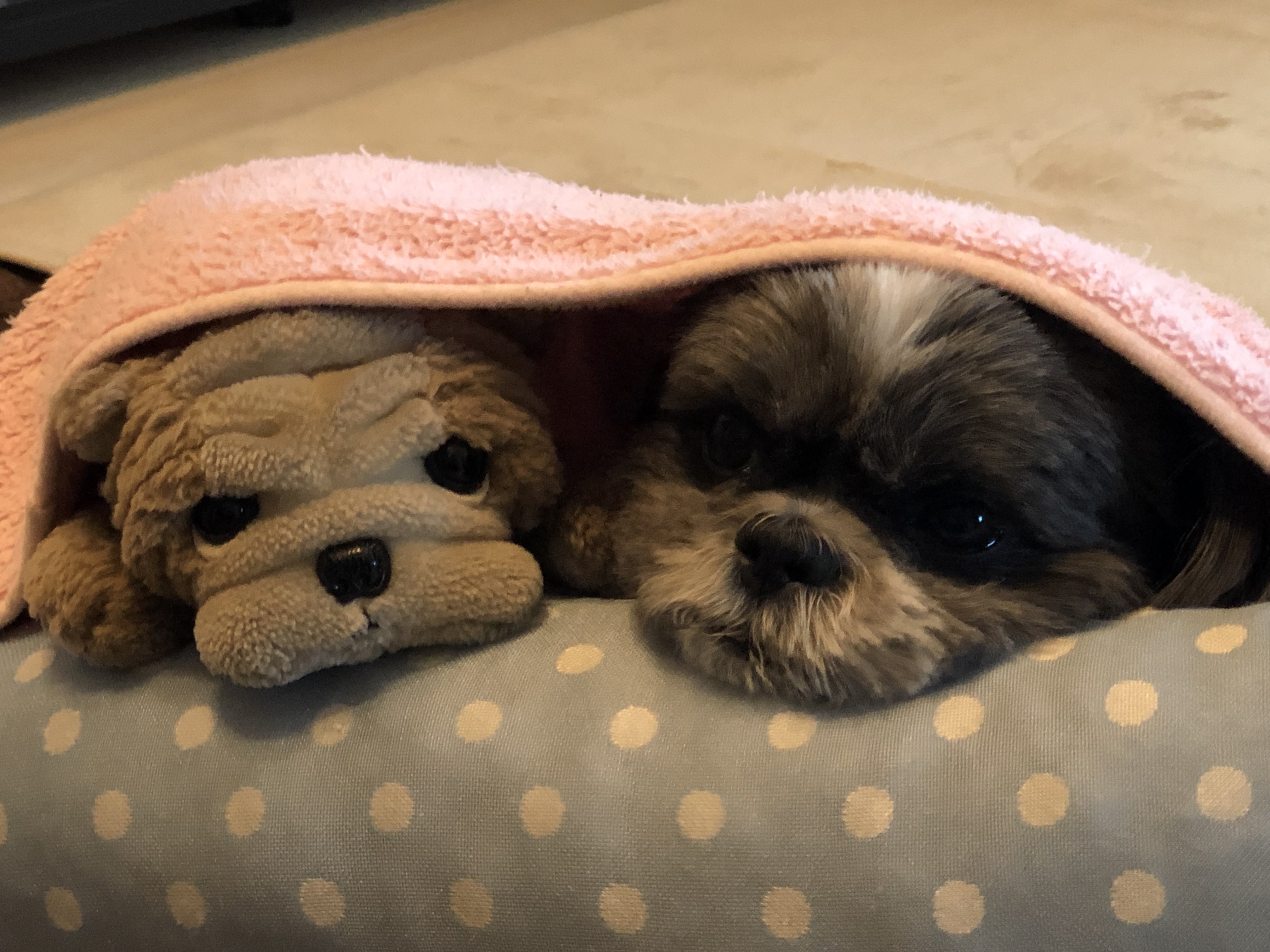 フラッシュメッセージupdate3